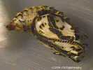 Chalcedon Checkerspot (Euphydryas chalcedona) pupae