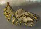 Chalcedon Checkerspot (Euphydryas chalcedona) pupae