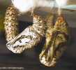Chalcedon Checkerspot (Euphydryas chalcedona) pupae