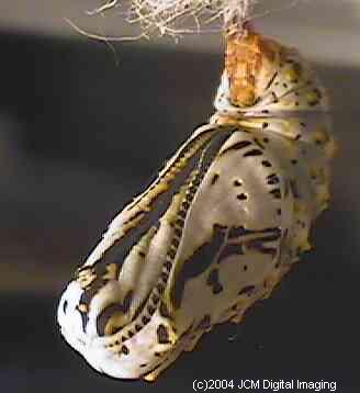 Euphydryas chalsedona (Chalsedon [variable] Checkerspot)  Life Cycle image JCMDI.COM 