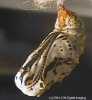 Chalcedon Checkerspot (Euphydryas chalcedona) pupae