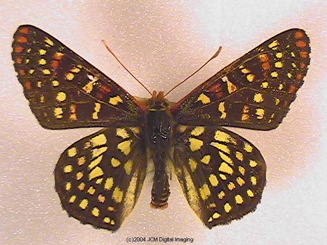 Euphydryas chalsedona (Chalsedon [variable] Checkerspot)  Life Cycle image JCMDI.COM 