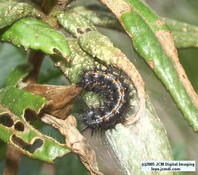 Euphydryas chalsedona (Chalsedon [variable] Checkerspot)  Life Cycle image JCMDI.COM 