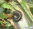 Chalcedon Checkerspot (Euphydryas chalcedona) second instar larva