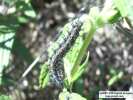 Chalcedon Checkerspot (Euphydryas chalcedona) mature larva