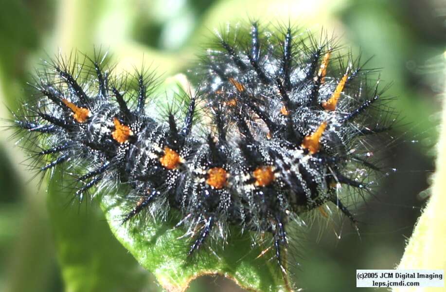 Euphydryas chalsedona (Chalsedon [variable] Checkerspot)  Life Cycle image JCMDI.COM 