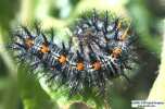 Chalcedon Checkerspot (Euphydryas chalcedona) mature larva