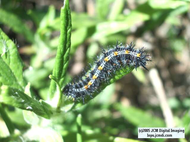 Euphydryas chalsedona (Chalsedon [variable] Checkerspot)  Life Cycle image JCMDI.COM 