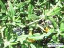 Chalcedon Checkerspot (Euphydryas chalcedona) mature larva