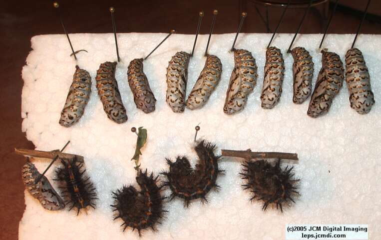 Euphydryas chalsedona (Chalsedon [variable] Checkerspot)  Life Cycle image JCMDI.COM 