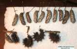 Chalcedon Checkerspot (Euphydryas chalcedona) pupae and pre-pupae