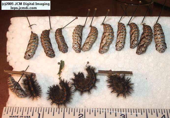 Euphydryas chalsedona (Chalsedon [variable] Checkerspot)  Life Cycle image JCMDI.COM 