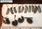 Chalcedon Checkerspot (Euphydryas chalcedona) pupae and pre-pupae