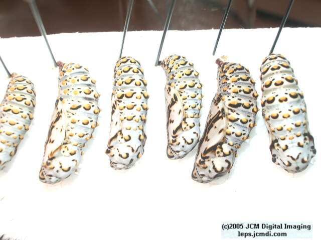 Euphydryas chalsedona (Chalsedon [variable] Checkerspot)  Life Cycle image JCMDI.COM 