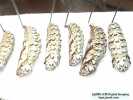 Chalcedon Checkerspot (Euphydryas chalcedona) pupae and pre-pupae
