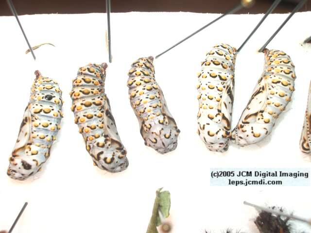 Euphydryas chalsedona (Chalsedon [variable] Checkerspot)  Life Cycle image JCMDI.COM 