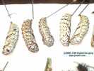 Chalcedon Checkerspot (Euphydryas chalcedona) pupae and pre-pupae
