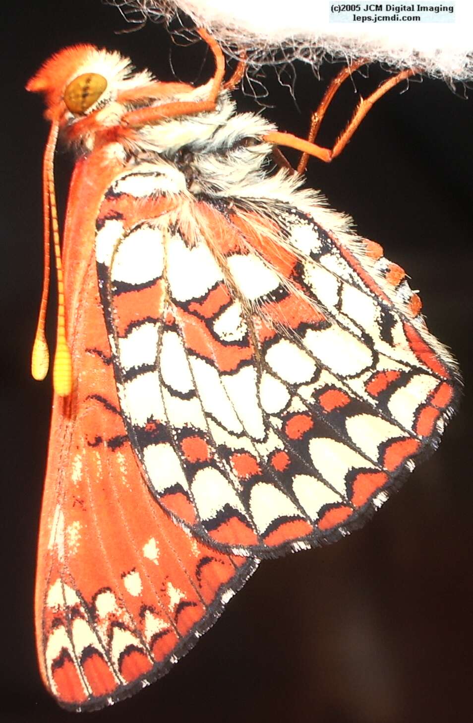 Euphydryas chalsedona (Chalsedon [variable] Checkerspot)  Life Cycle image JCMDI.COM 