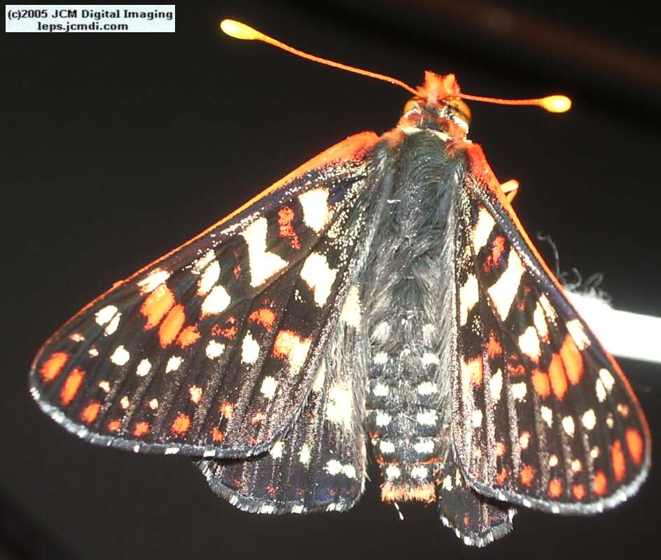 Euphydryas chalsedona (Chalsedon [variable] Checkerspot)  Life Cycle image JCMDI.COM 