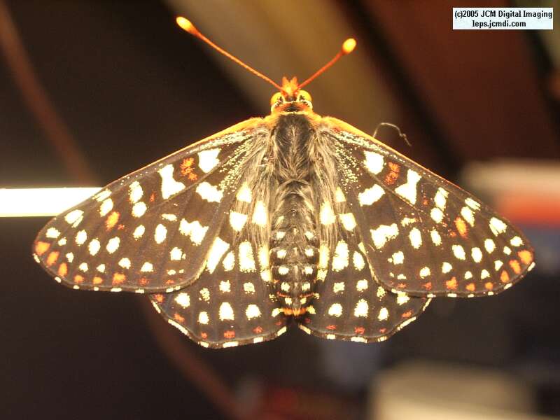 Euphydryas chalsedona (Chalsedon [variable] Checkerspot)  Life Cycle image JCMDI.COM 