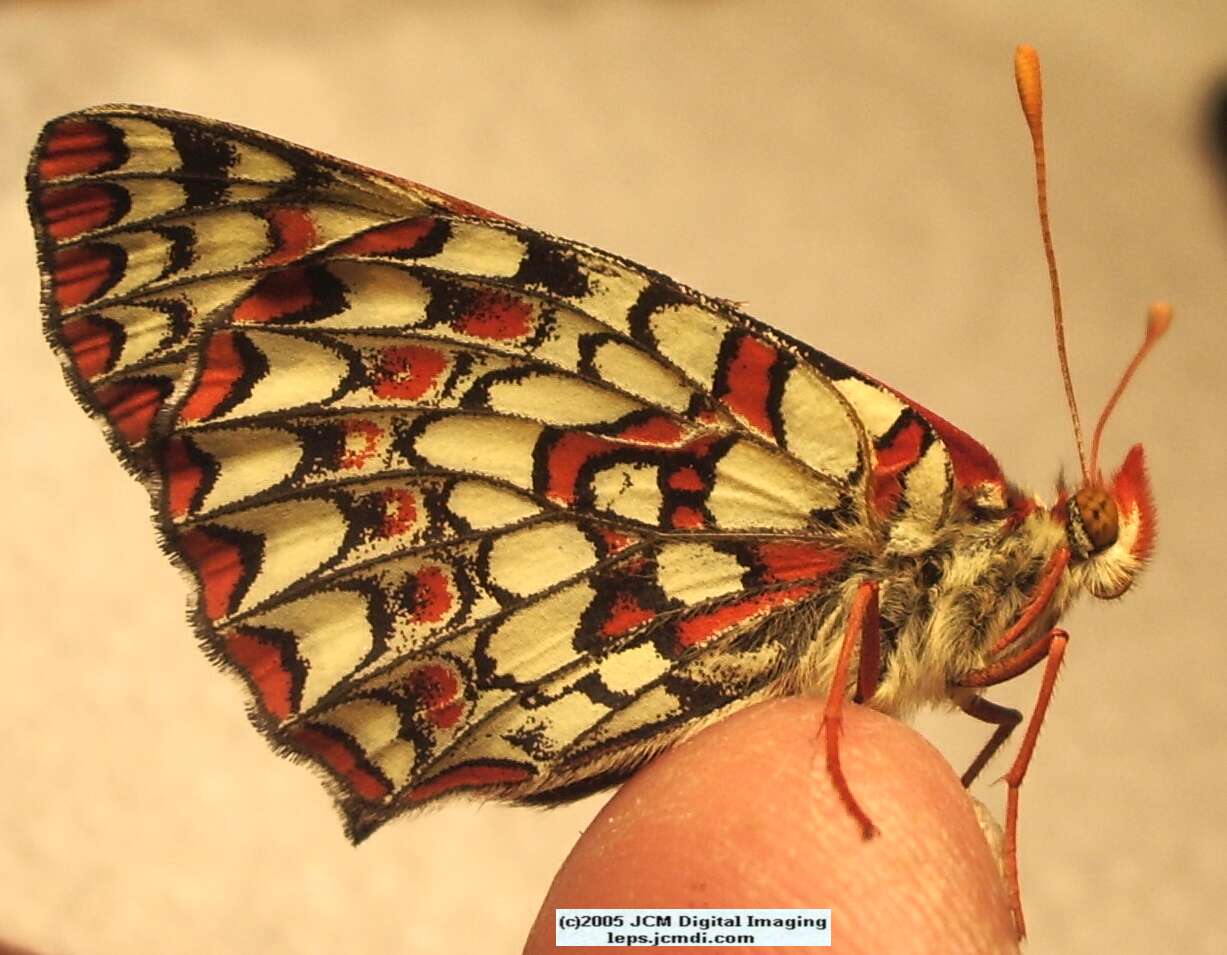 Euphydryas chalsedona (Chalsedon [variable] Checkerspot)  Life Cycle image JCMDI.COM 