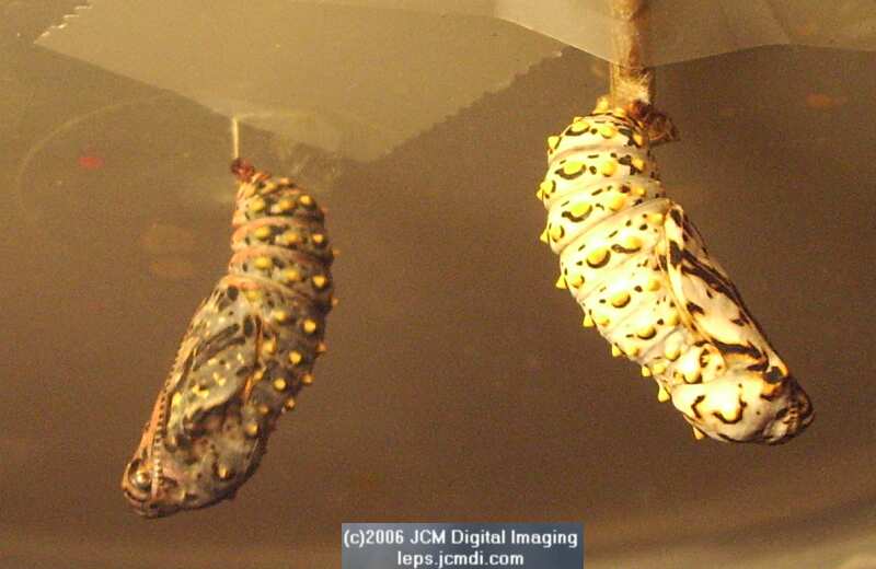 Euphydryas chalsedona (Chalsedon [variable] Checkerspot)  Life Cycle image JCMDI.COM 