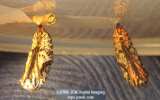 Chalcedon Checkerspot (Euphydryas chalcedona) pupae