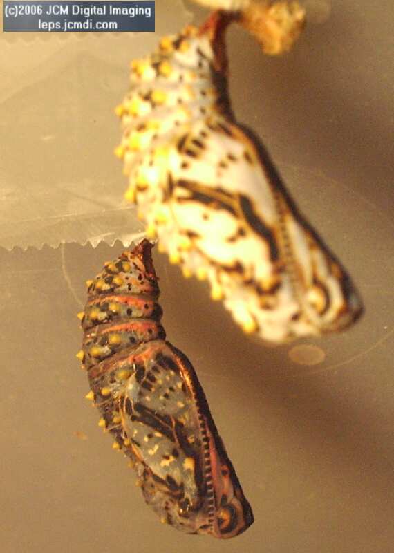 Euphydryas chalsedona (Chalsedon [variable] Checkerspot)  Life Cycle image JCMDI.COM 