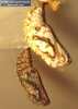 Chalcedon Checkerspot (Euphydryas chalcedona) pupae