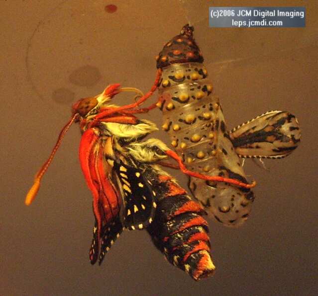 Euphydryas chalsedona (Chalsedon [variable] Checkerspot)  Life Cycle image JCMDI.COM 
