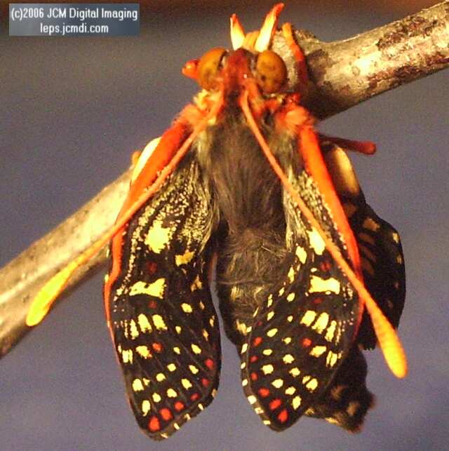 Euphydryas chalsedona (Chalsedon [variable] Checkerspot)  Life Cycle image JCMDI.COM 