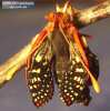 Chalcedon Checkerspot (Euphydryas chalcedona) emerging from pupae