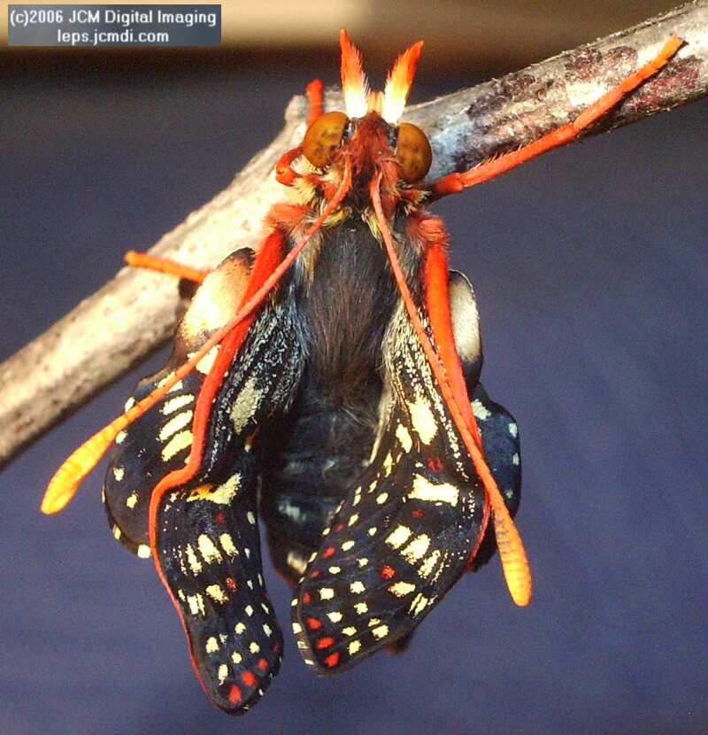 Euphydryas chalsedona (Chalsedon [variable] Checkerspot)  Life Cycle image JCMDI.COM 
