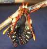 Chalcedon Checkerspot (Euphydryas chalcedona) emerging from pupae