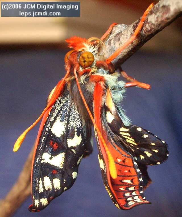 Euphydryas chalsedona (Chalsedon [variable] Checkerspot)  Life Cycle image JCMDI.COM 