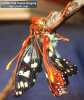 Chalcedon Checkerspot (Euphydryas chalcedona) emerging from pupae