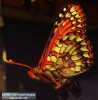 Chalcedon Checkerspot (Euphydryas chalcedona) emerging from pupae