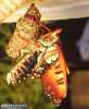 Chalcedon Checkerspot (Euphydryas chalcedona) emerging from pupae