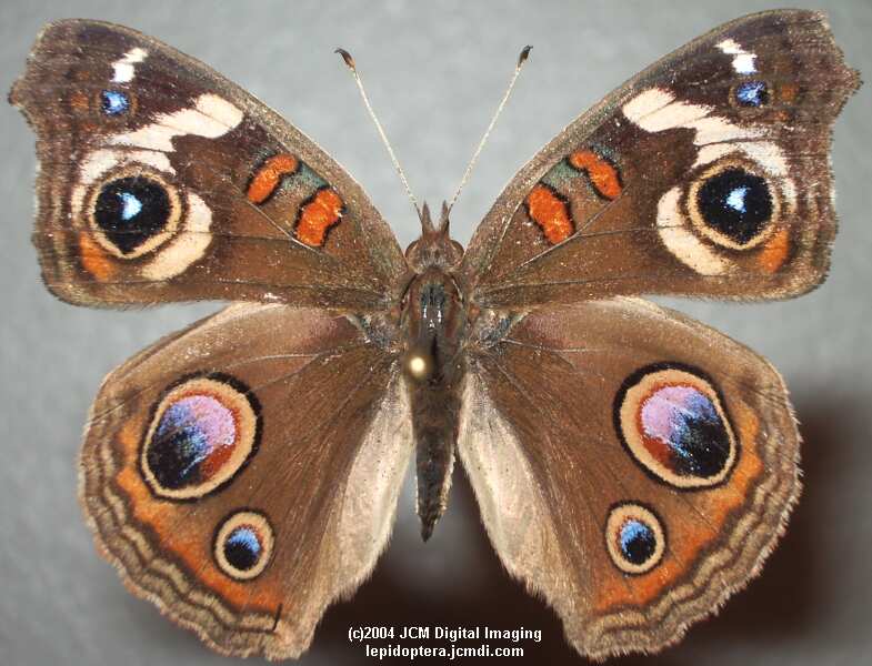 Junonia coenia (Buckeye Butterfly) Life Cycle image JCMDI.COM 
