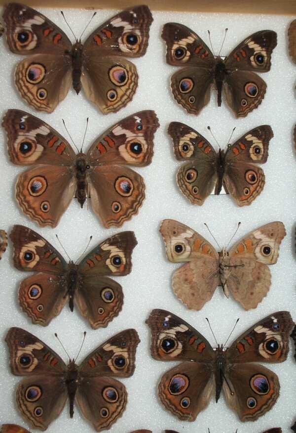 Junonia coenia (Buckeye Butterfly) Life Cycle image JCMDI.COM 