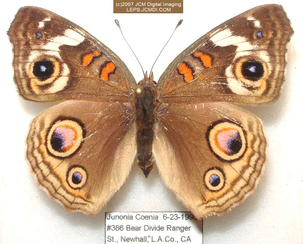 Junonia coenia (Buckeye Butterfly) Life Cycle image JCMDI.COM 