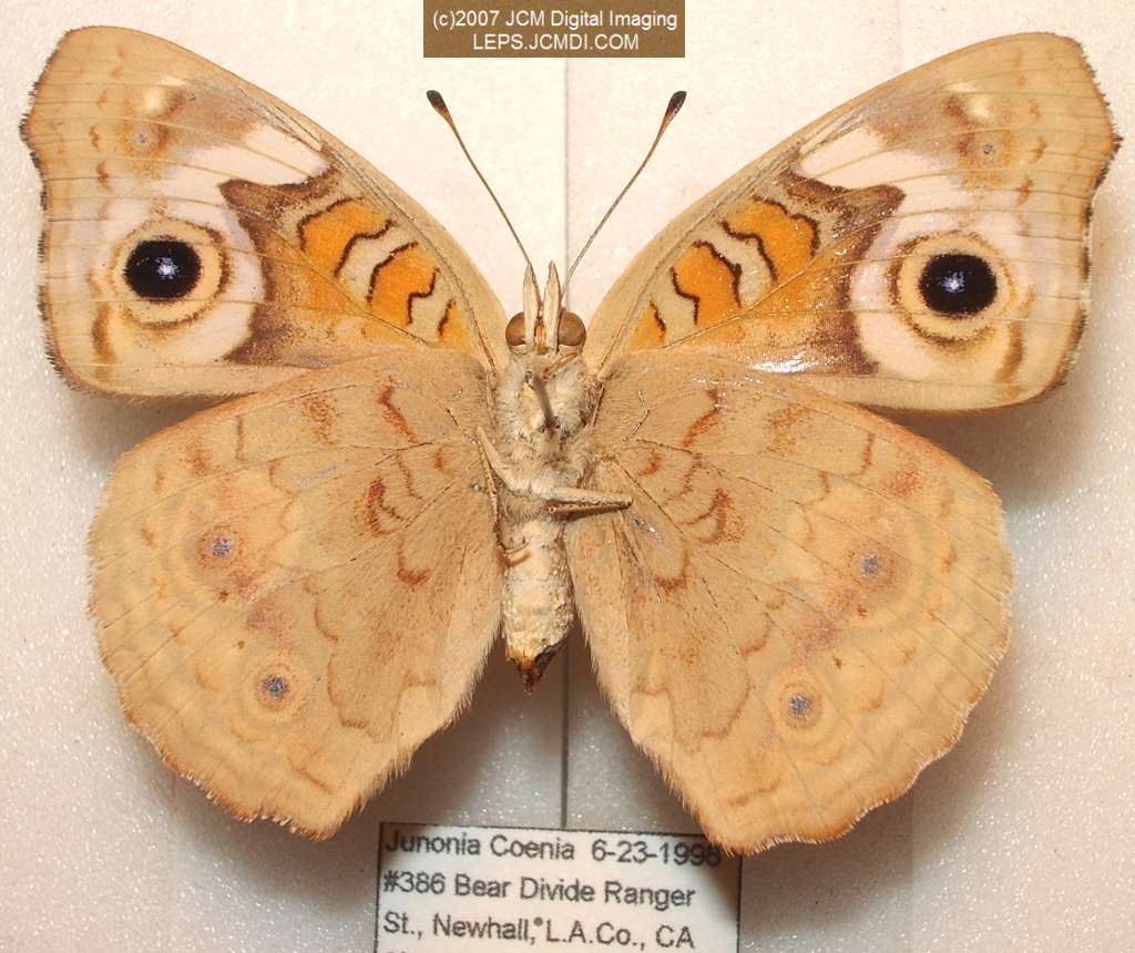Junonia coenia (Buckeye Butterfly) Life Cycle image JCMDI.COM 