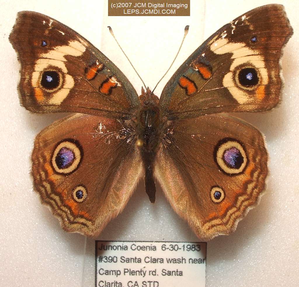 Junonia coenia (Buckeye Butterfly) Life Cycle image JCMDI.COM 