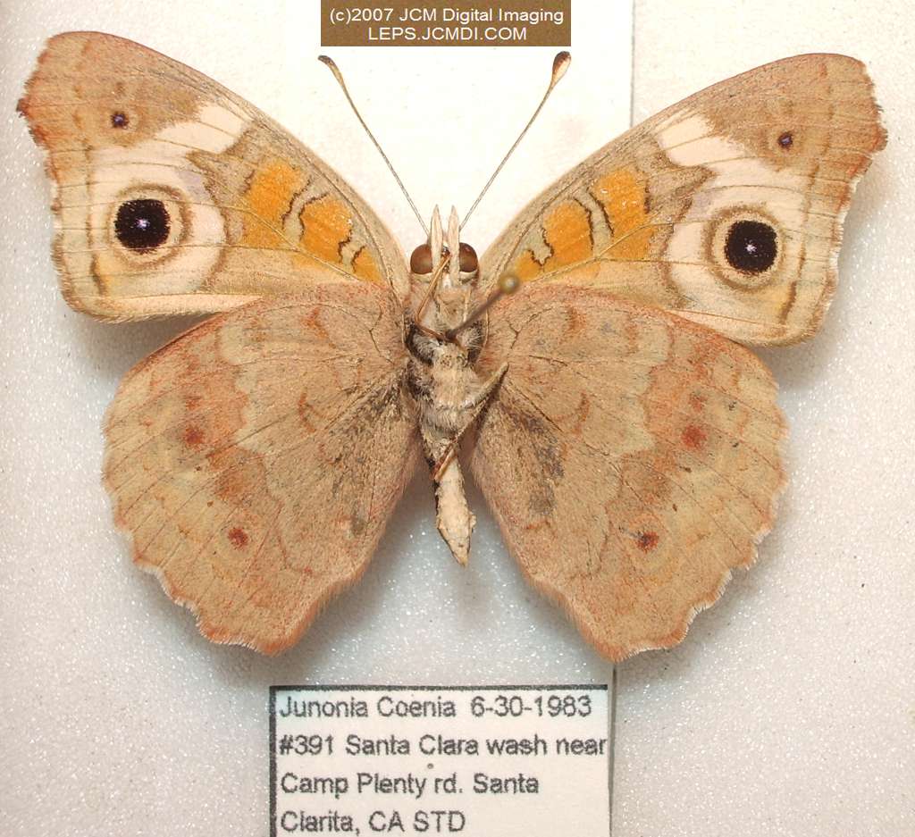 Junonia coenia (Buckeye Butterfly) Life Cycle image JCMDI.COM 