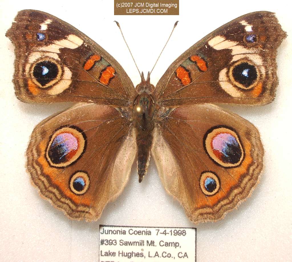 Junonia coenia (Buckeye Butterfly) Life Cycle image JCMDI.COM 