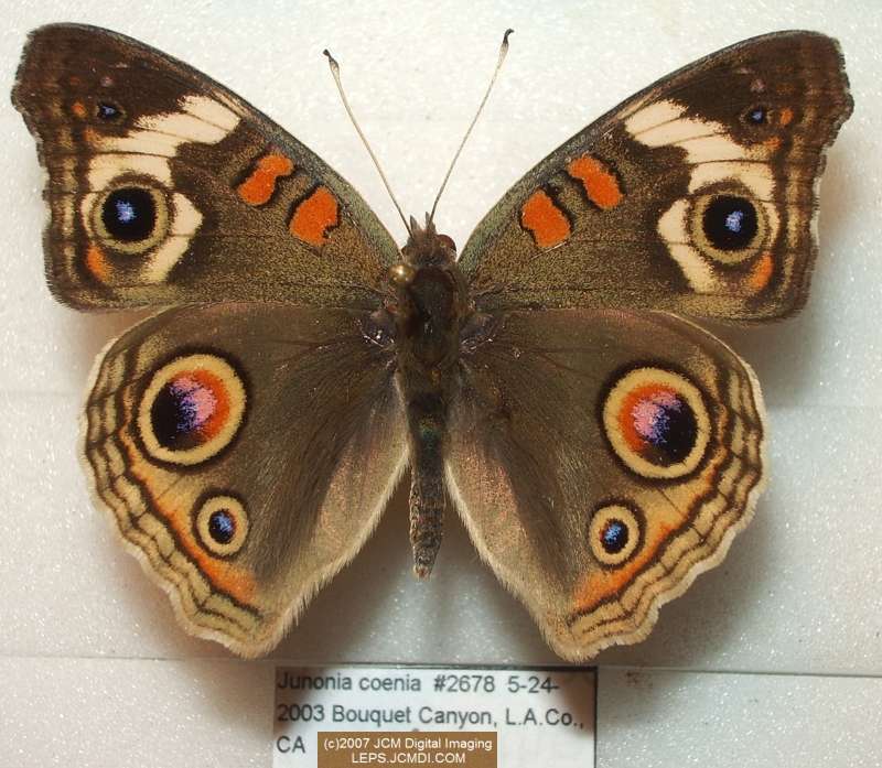 Junonia coenia (Buckeye Butterfly) Life Cycle image JCMDI.COM 