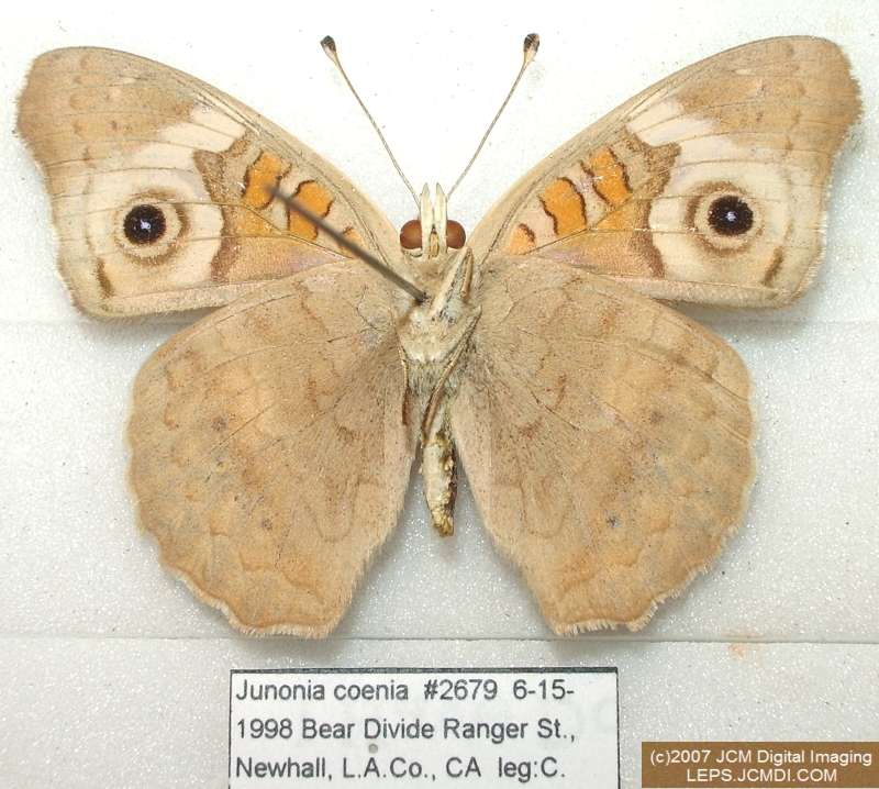 Junonia coenia (Buckeye Butterfly) Life Cycle image JCMDI.COM 