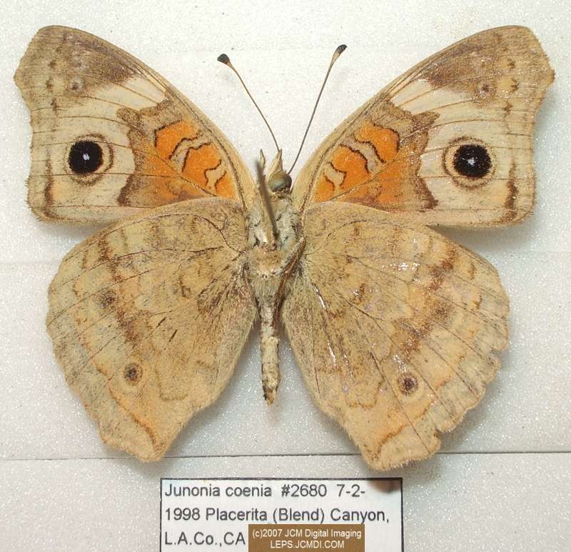 Junonia coenia (Buckeye Butterfly) Life Cycle image JCMDI.COM 