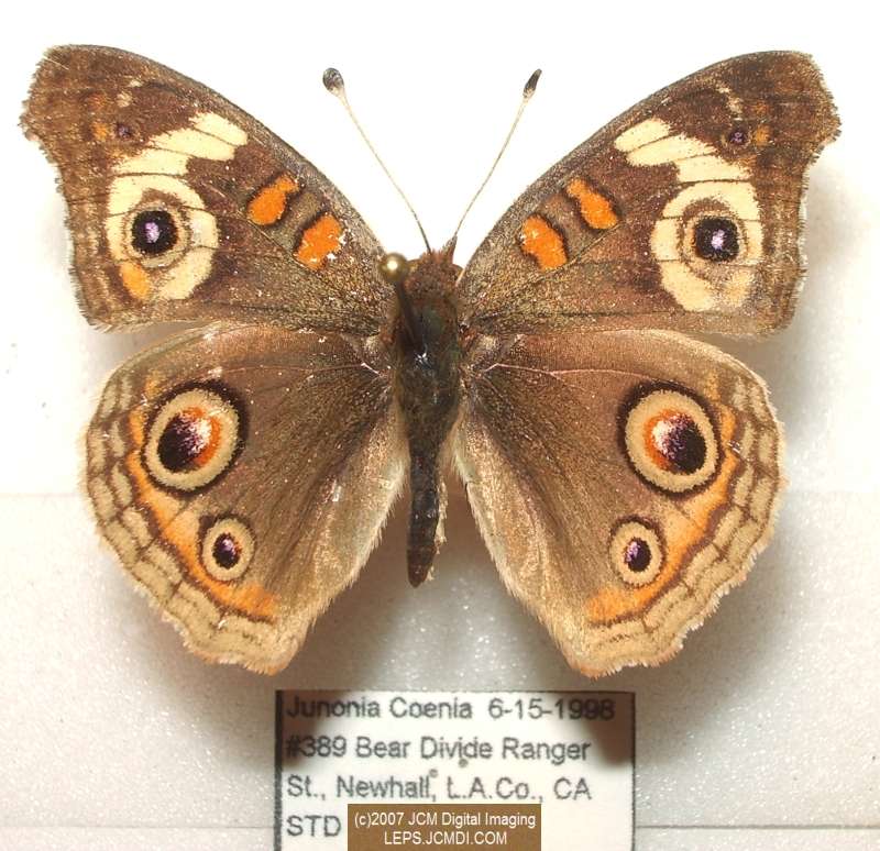 Junonia coenia (Buckeye Butterfly) Life Cycle image JCMDI.COM 