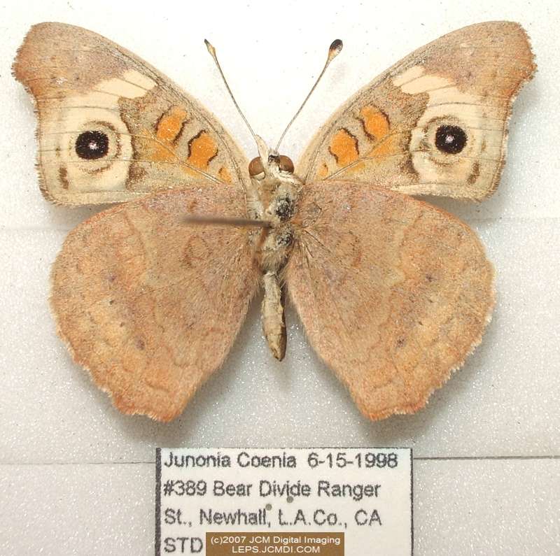 Junonia coenia (Buckeye Butterfly) Life Cycle image JCMDI.COM 